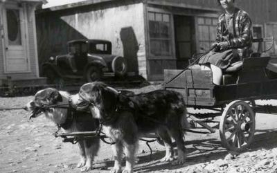 Cécile Cantin, 21 ans, et son attelage de chiens qui fait la livraison du lait, 1927.