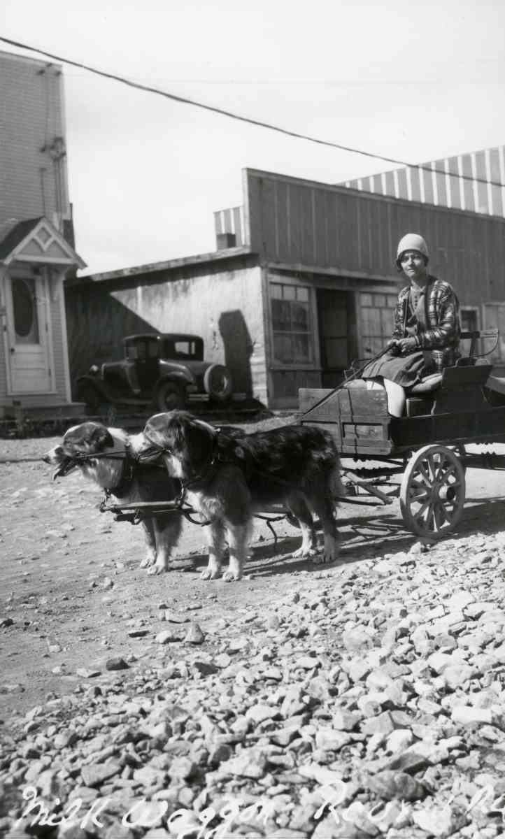 Cécile Cantin, 21 ans, et son attelage de chiens qui fait la livraison du lait, 1927.