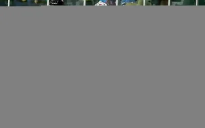 4235.webp