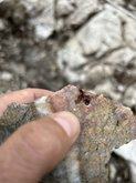 Mosaic Minerals a frappé de l’or visible sur son projet Golden Island sur l’île de Tiblemont située entre Val-d’Or et Senneterre en Abitibi-Est.
